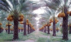 الزراعة تحصي عدد النخيل في العراق.. كم بلغت اعدادهن؟